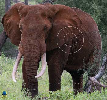GG 219 Eléphant