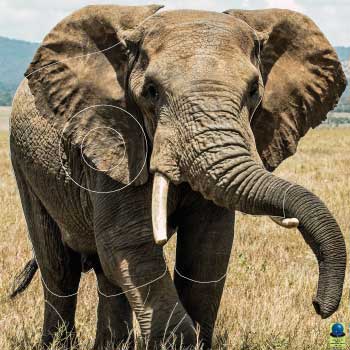 GG 389 Eléphant