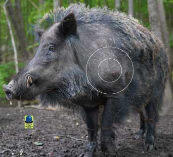 GG 572 Sanglier