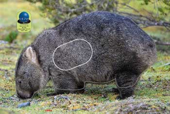 PA 593 Wombat