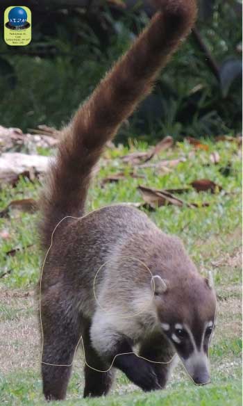 PA 55 Coati