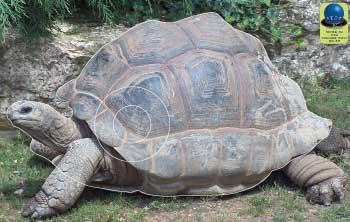 PG 322 Tortue