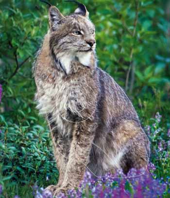 PG 398 Lynx