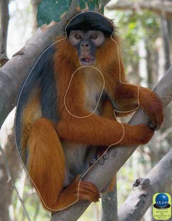 PA 273 Singe