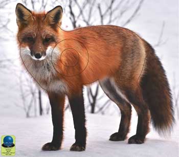PG 36 Renard