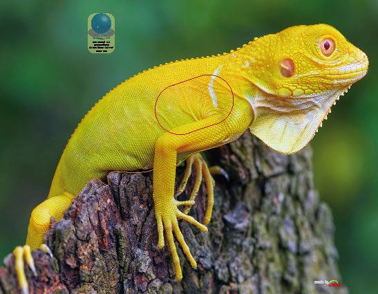 PA 663 Iguane albinos