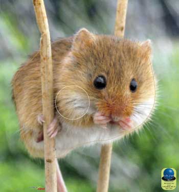 PA 414 Souris