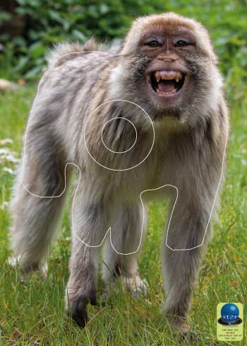 PG 238 Macaque