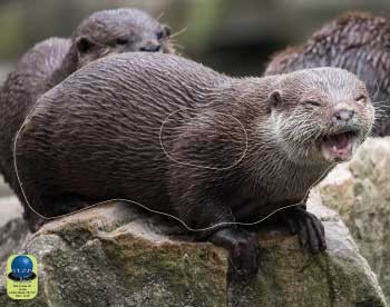 PA 82 Loutre