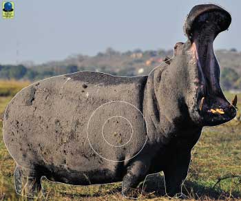 GG 290 Hippopotame
