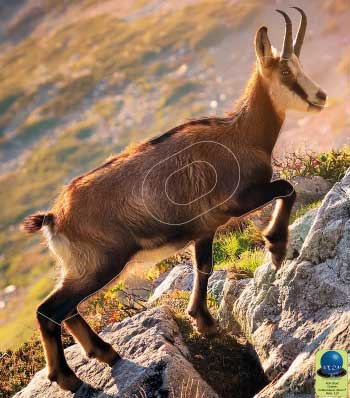 PG 6 Chamois