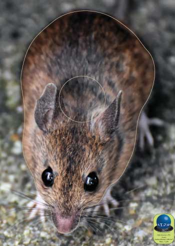 PA 275 Souris