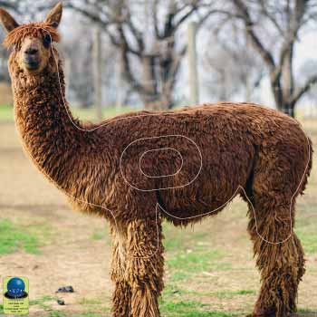 PG 395 Lama