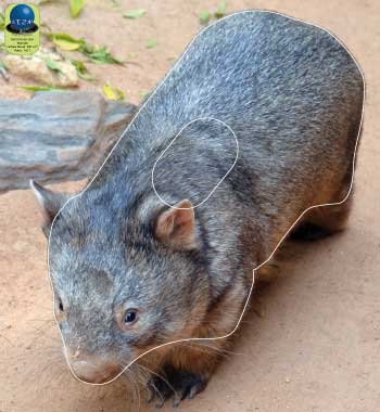 PA 360 Wombat