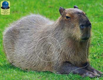 PG 344 Capybara