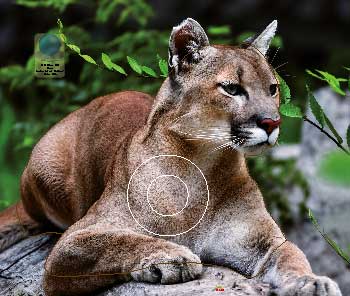 PG 748 Puma